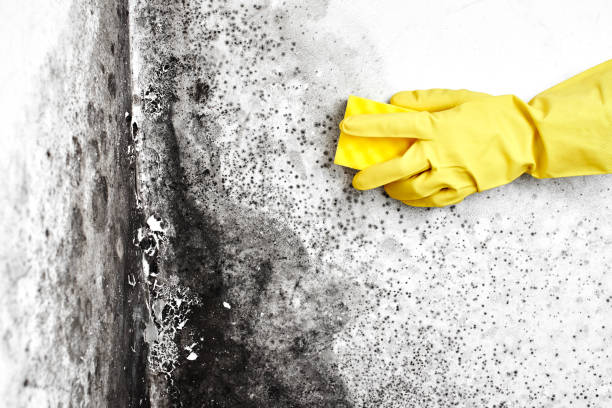 Best Residential Mold Remediation in Oakdale, MN