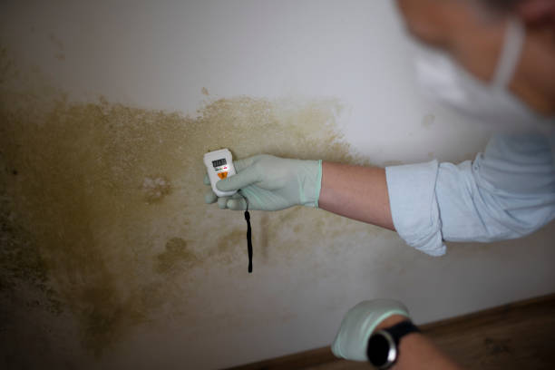 Best Basement Mold Remediation in Oakdale, MN