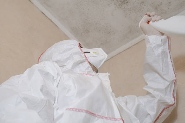 Best DIY Mold Remediation Support Services in Oakdale, MN