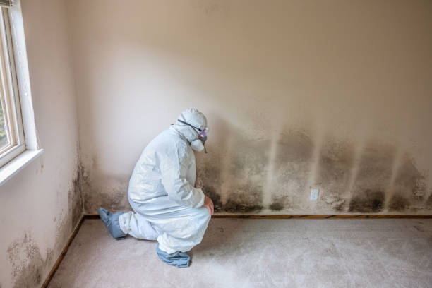 Best Crawl Space Mold Remediation in Oakdale, MN